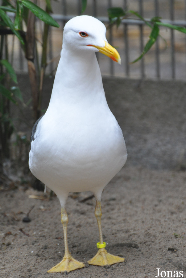 Larus fuscus