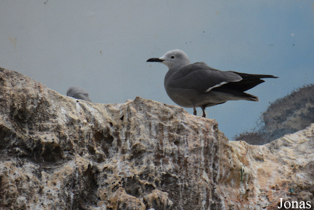 Leucophaeus modestus