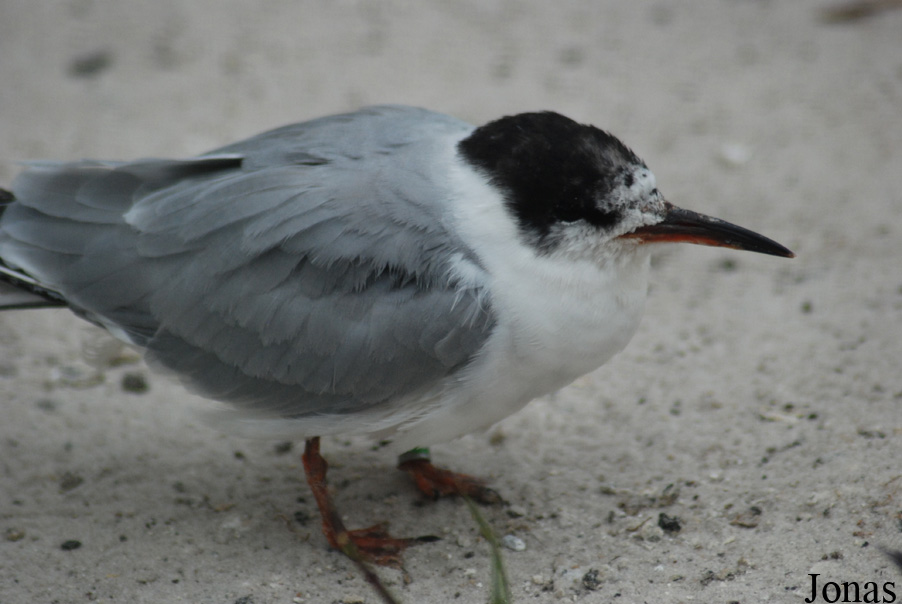 Sterna hirundo hirundo
