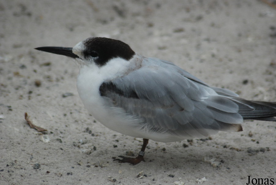 Sterna hirundo hirundo