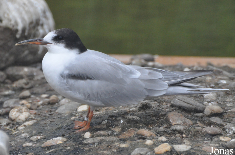 Sterna hirundo hirundo