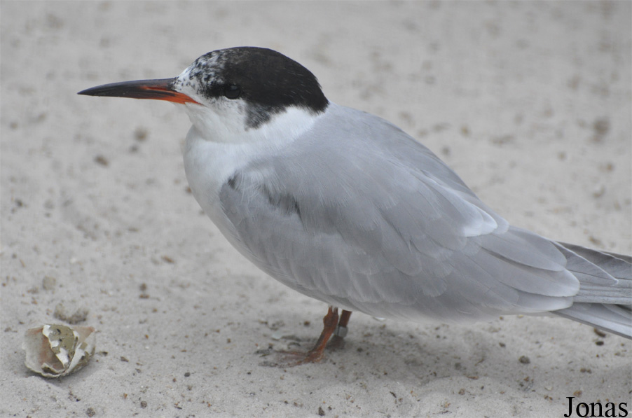 Sterna hirundo hirundo