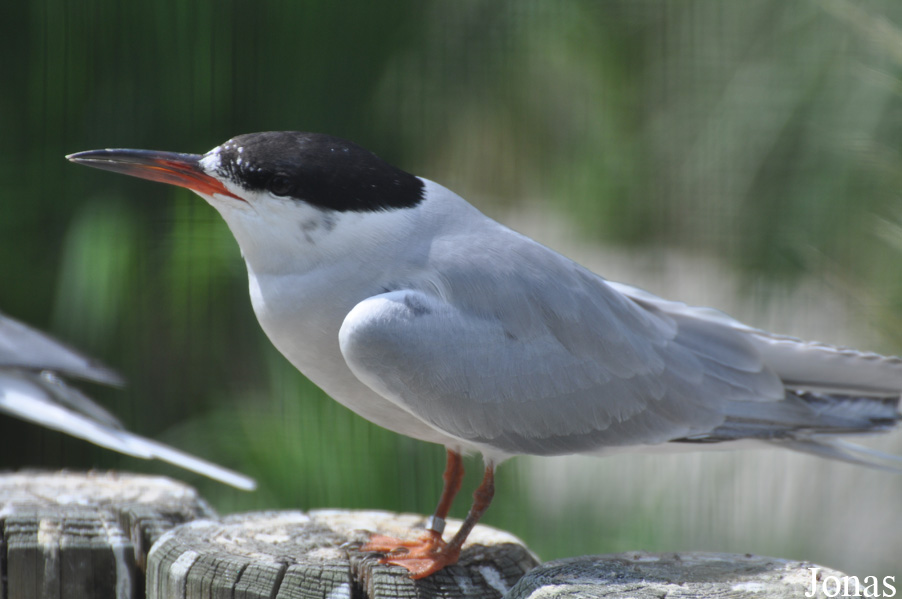 Sterna hirundo hirundo