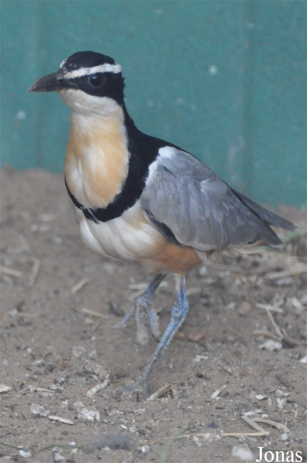 Pluvianus aegyptius