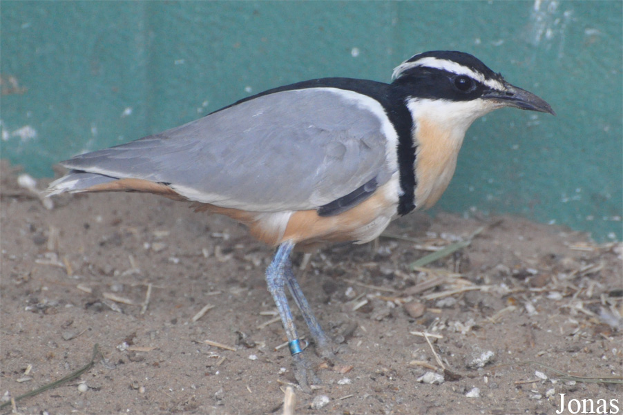 Pluvianus aegyptius