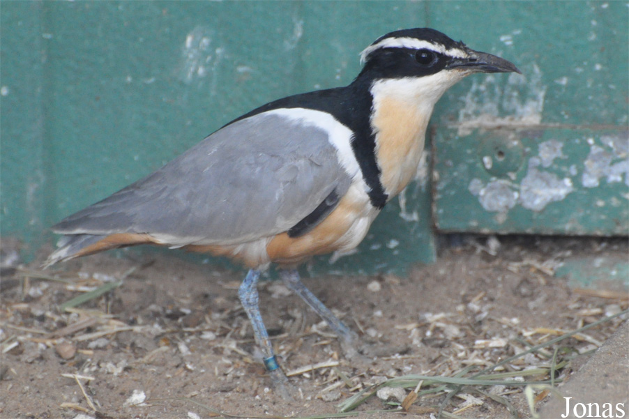 Pluvianus aegyptius
