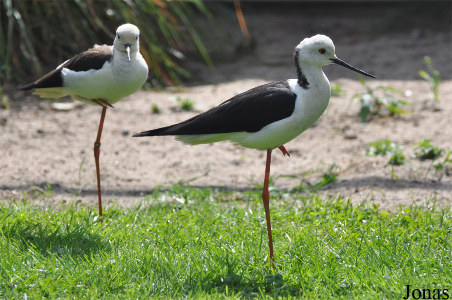 Himantopus himantopus