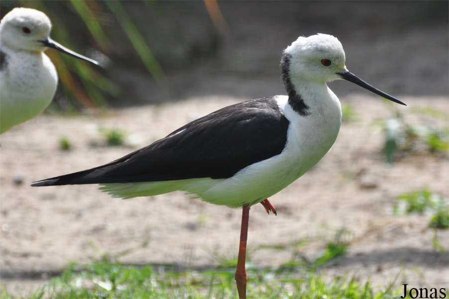 Himantopus himantopus