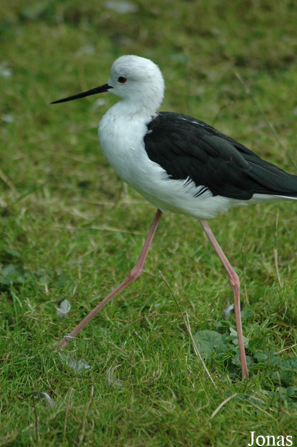 Himantopus himantopus