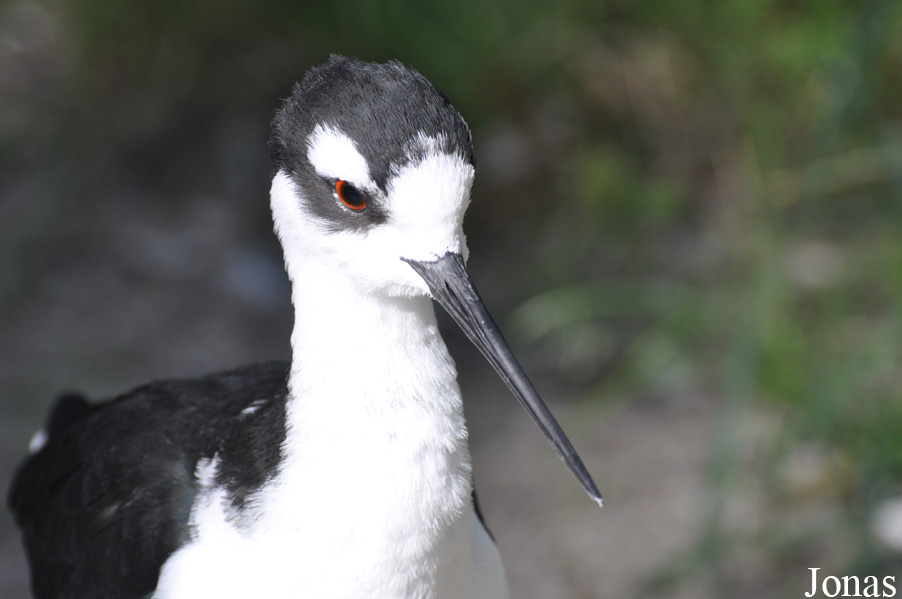 Himantopus mexicanus