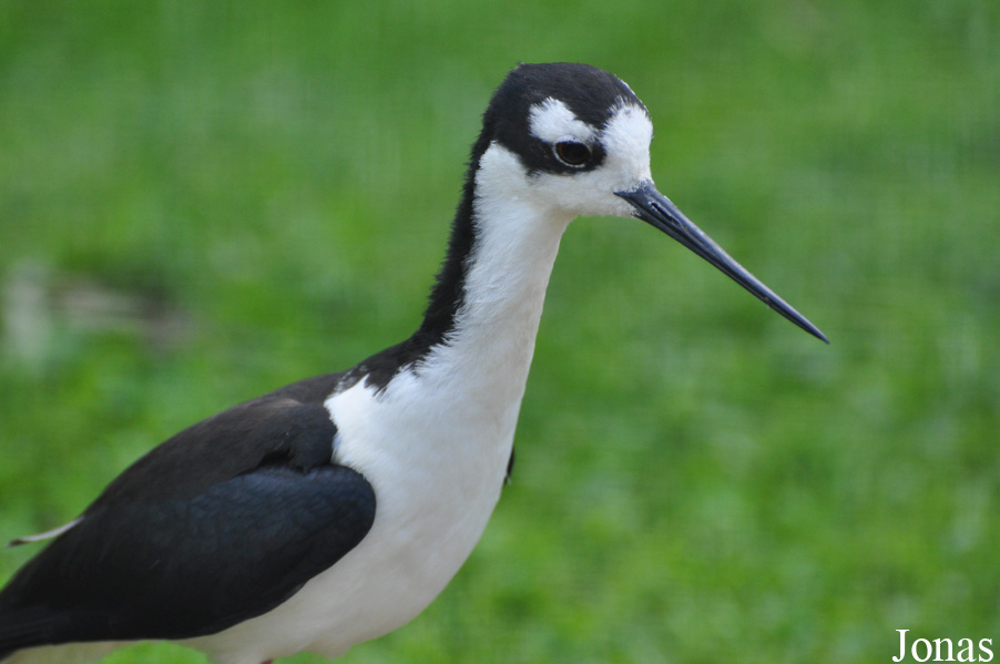 Himantopus mexicanus