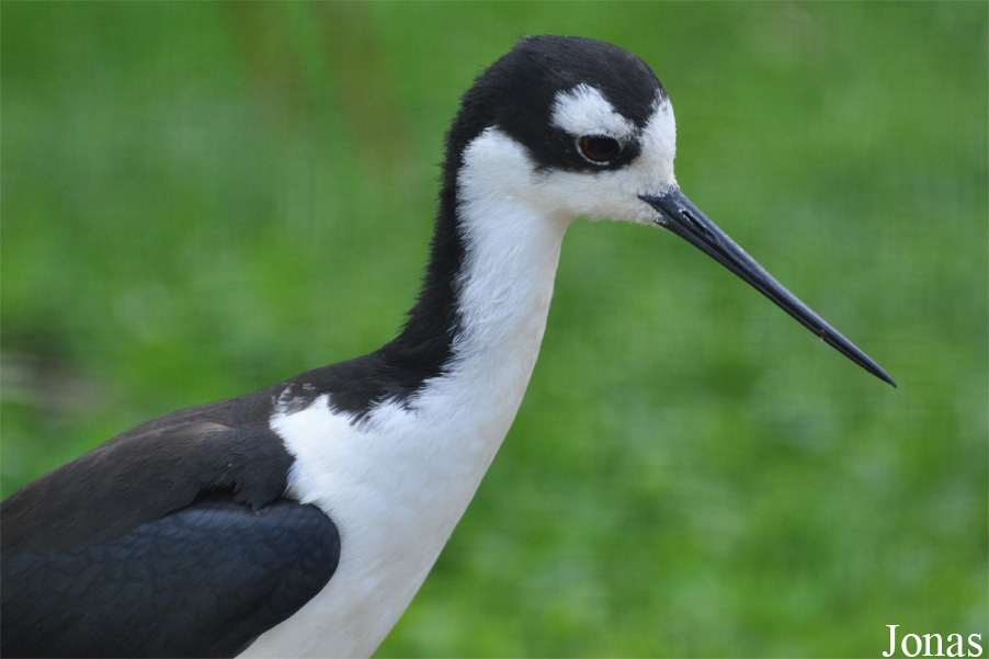 Himantopus mexicanus