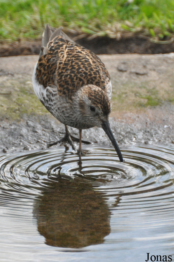Calidris alpina
