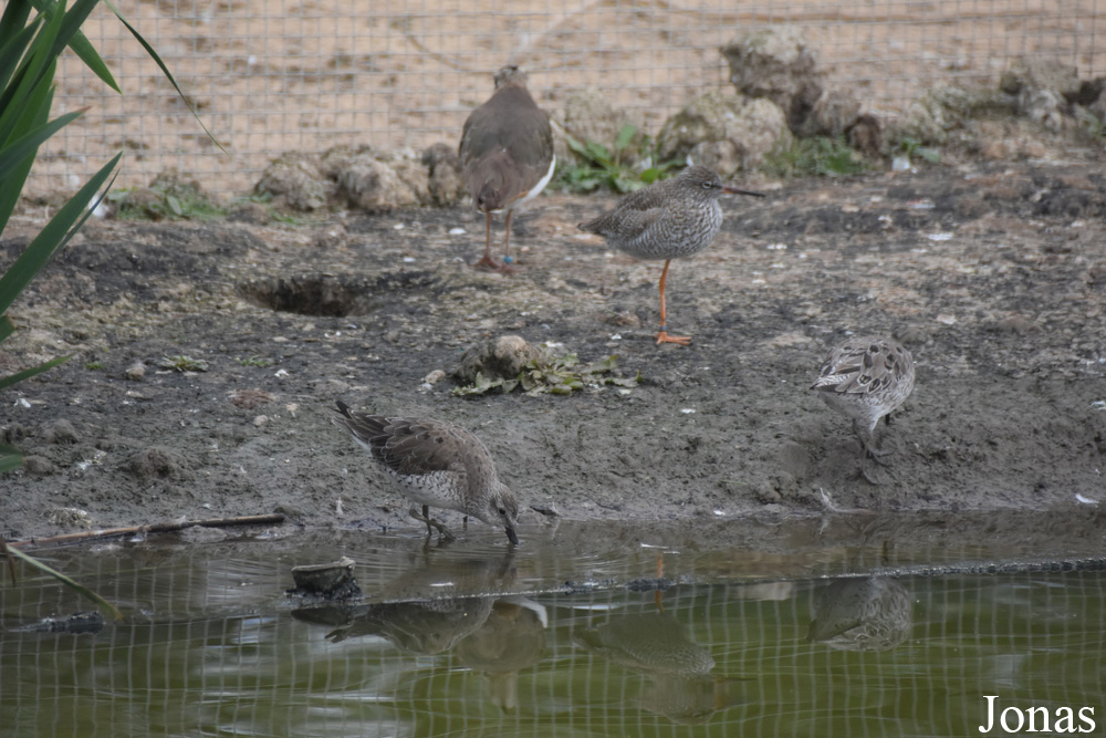 Calidris canutus