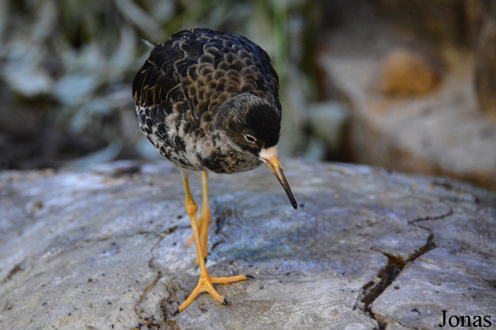 Calidris pugnax