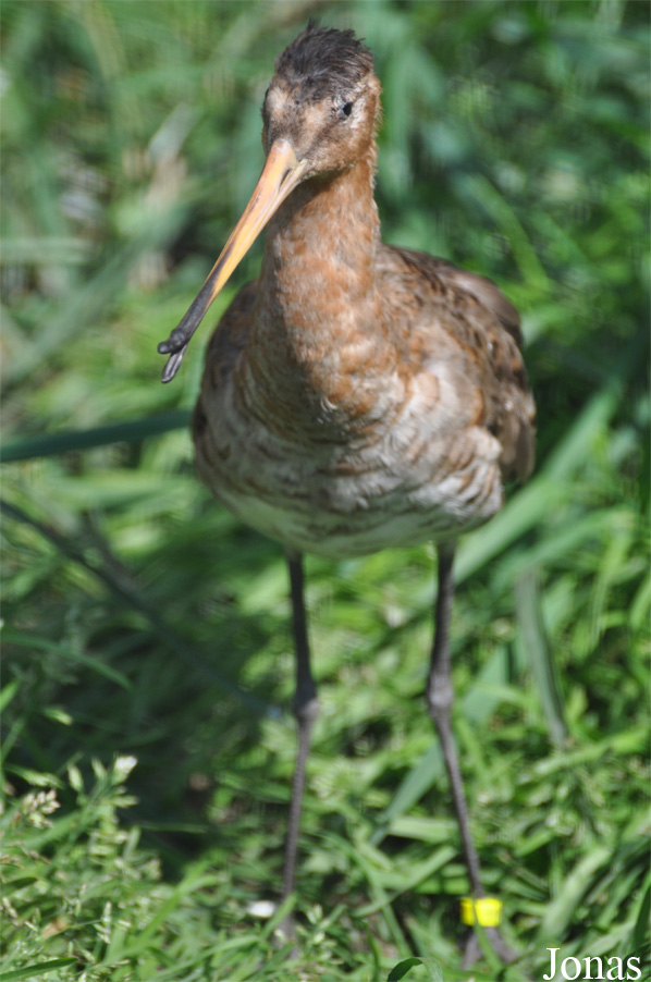 Limosa limosa