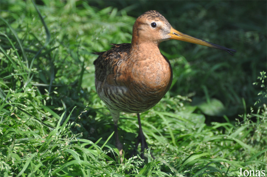 Limosa limosa
