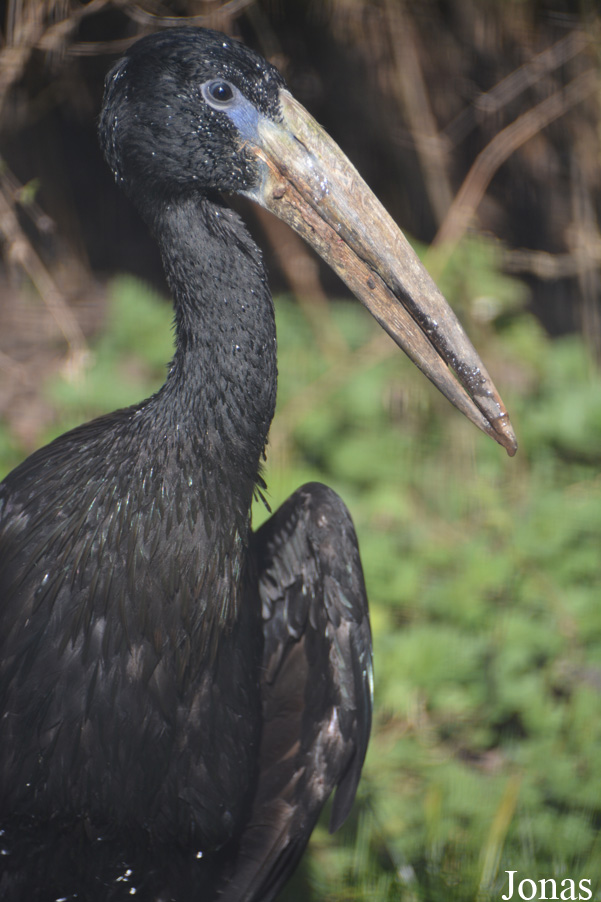 Anastomus lamelligerus