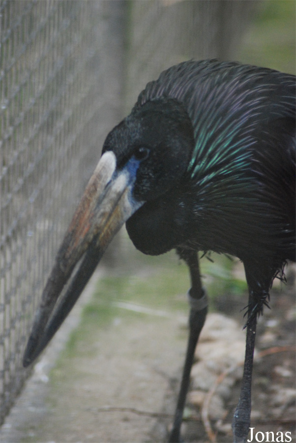 Anastomus lamelligerus