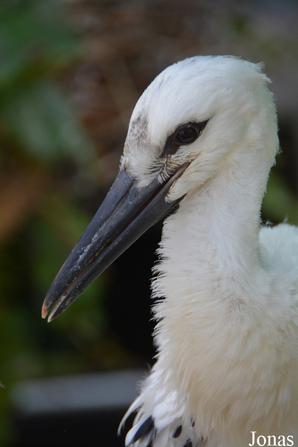 Ciconia ciconia