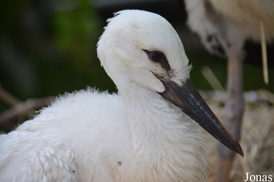 Ciconia ciconia