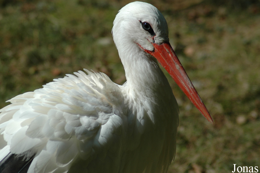 Ciconia ciconia