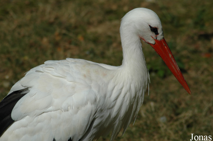 Ciconia ciconia