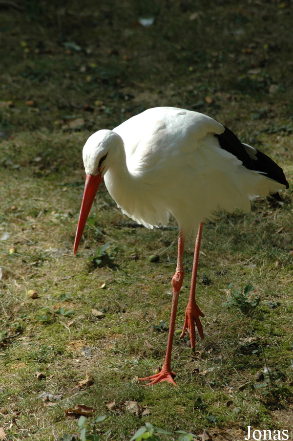 Ciconia ciconia