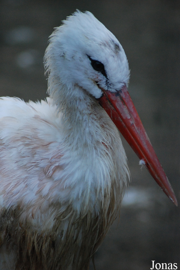 Ciconia ciconia