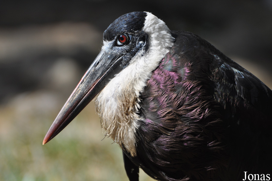 Ciconia episcopus