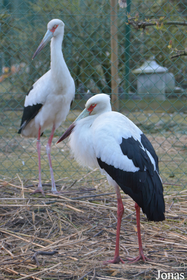 Ciconia maguari