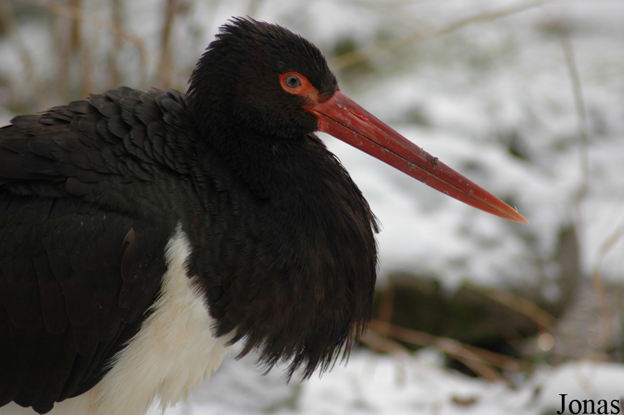 Ciconia nigra