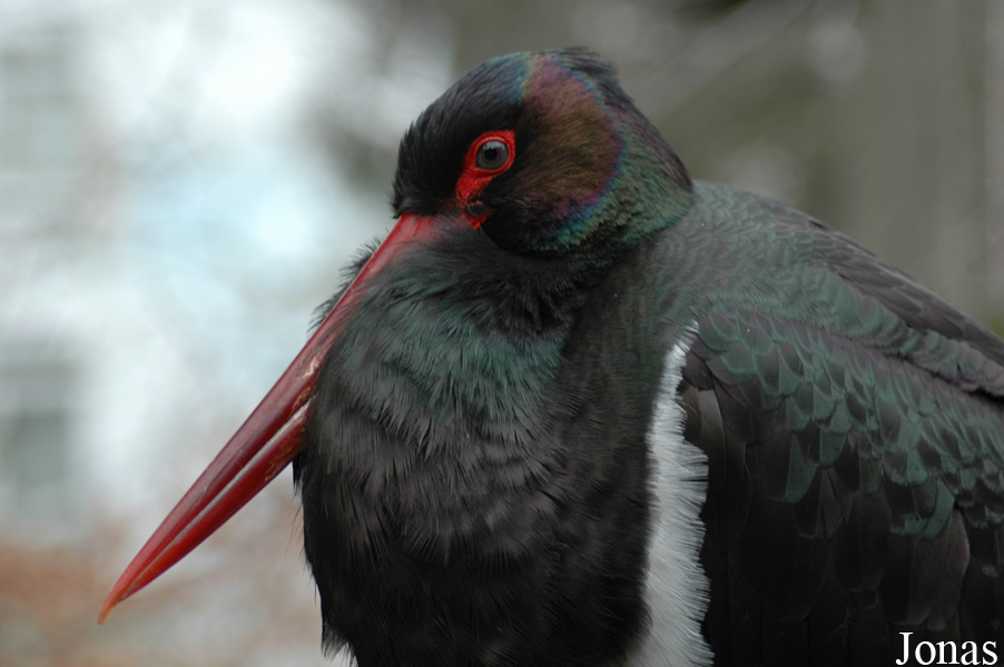 Ciconia nigra