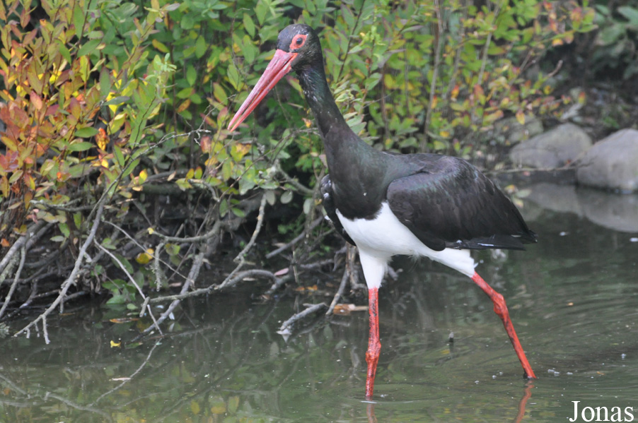 Ciconia nigra