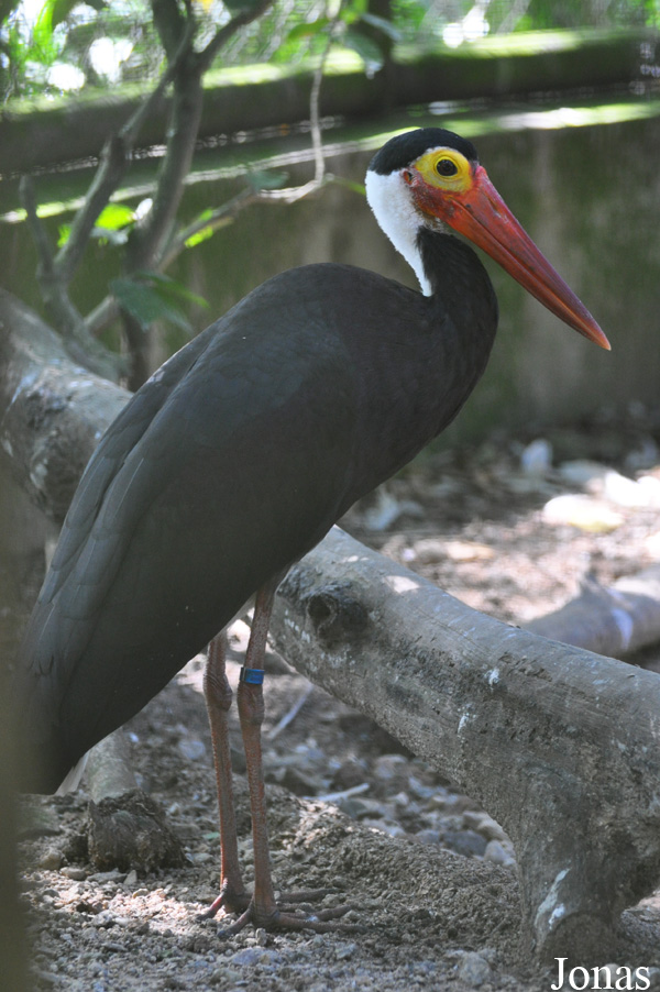 Ciconia stormi