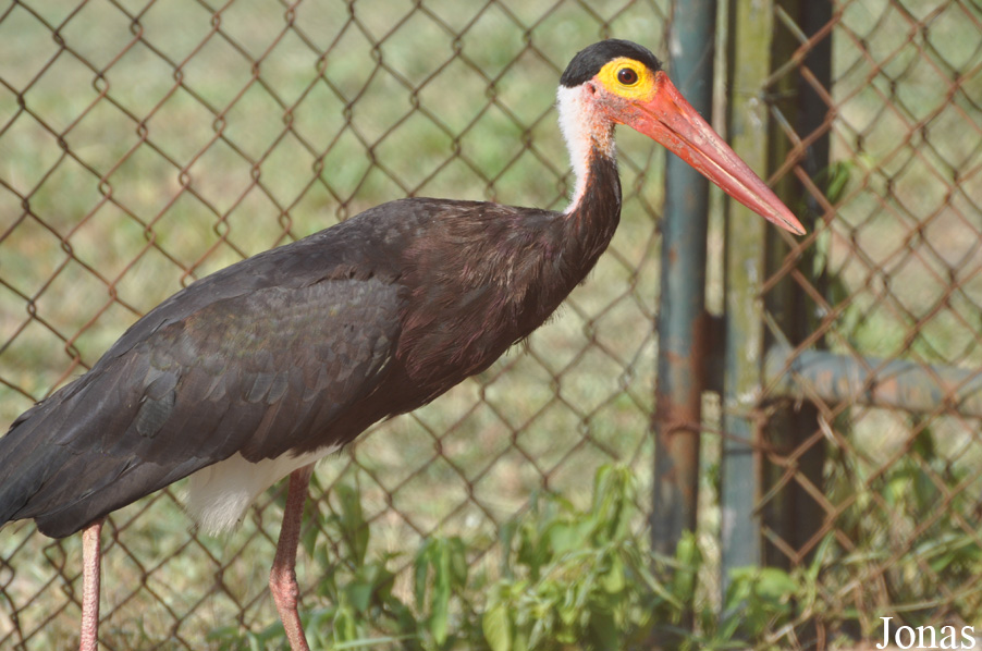 Ciconia stormi
