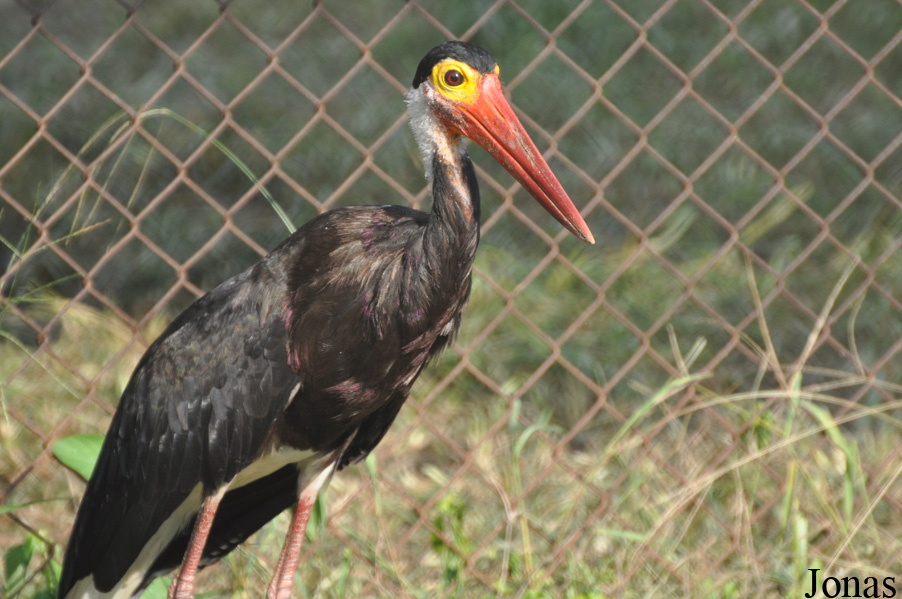 Ciconia stormi