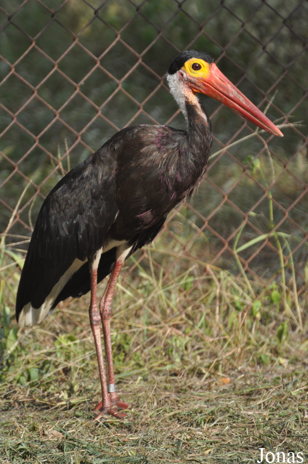 Ciconia stormi