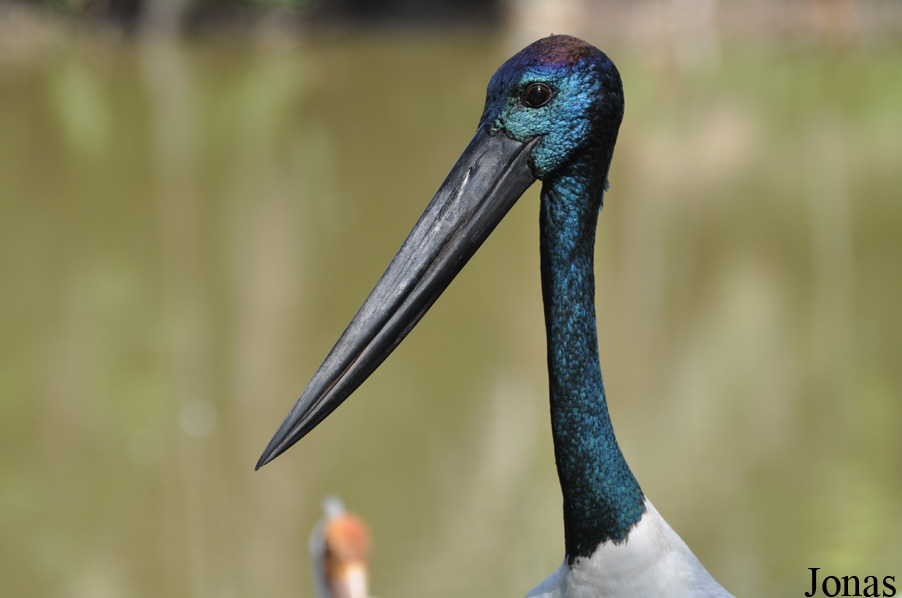 Ephippiorhynchus asiaticus asiaticus