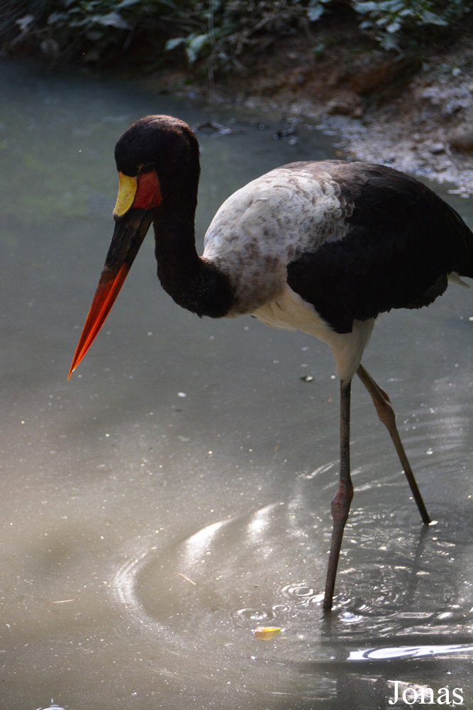 Ephippiorhynchus senegalensis