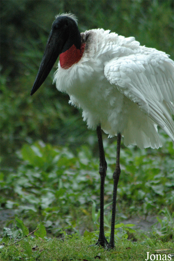 Jabiru mycteria