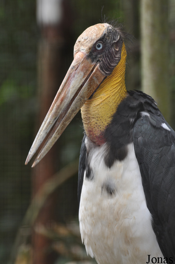 Leptoptilos javanicus