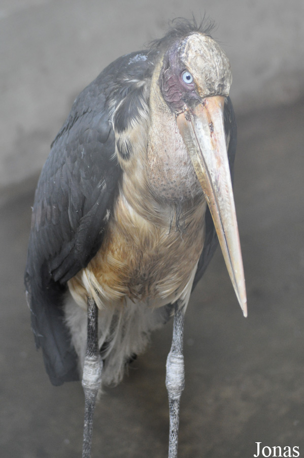 Leptoptilos javanicus