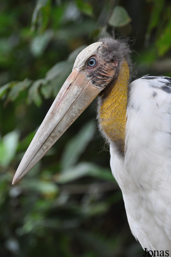 Leptoptilos javanicus