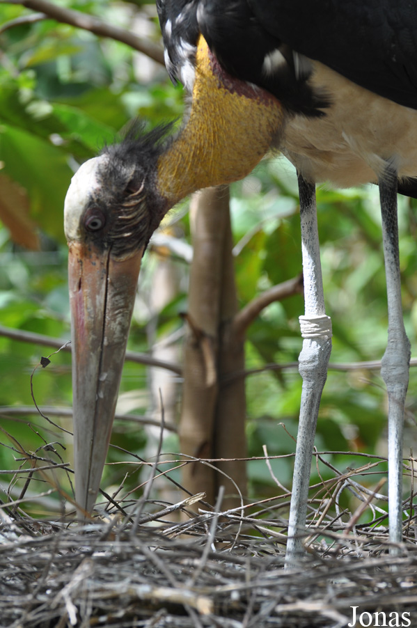 Leptoptilos javanicus