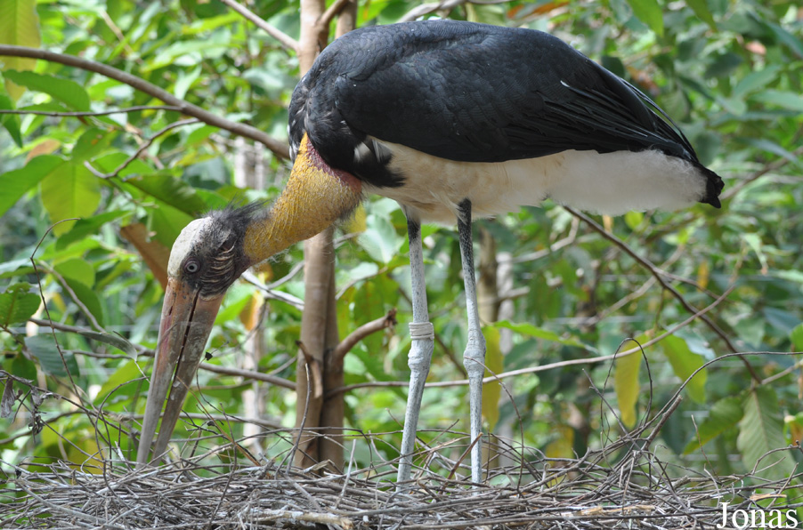 Leptoptilos javanicus