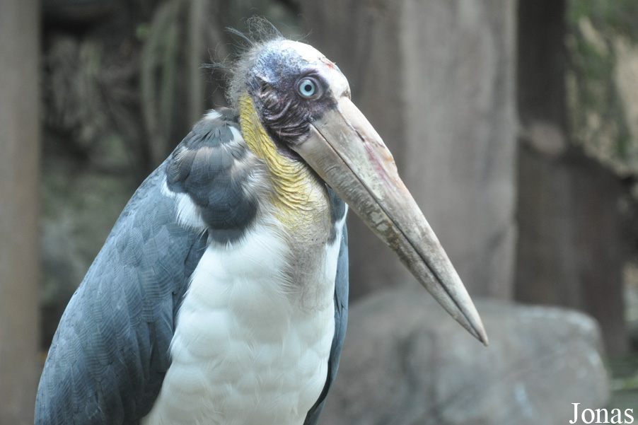 Leptoptilos javanicus