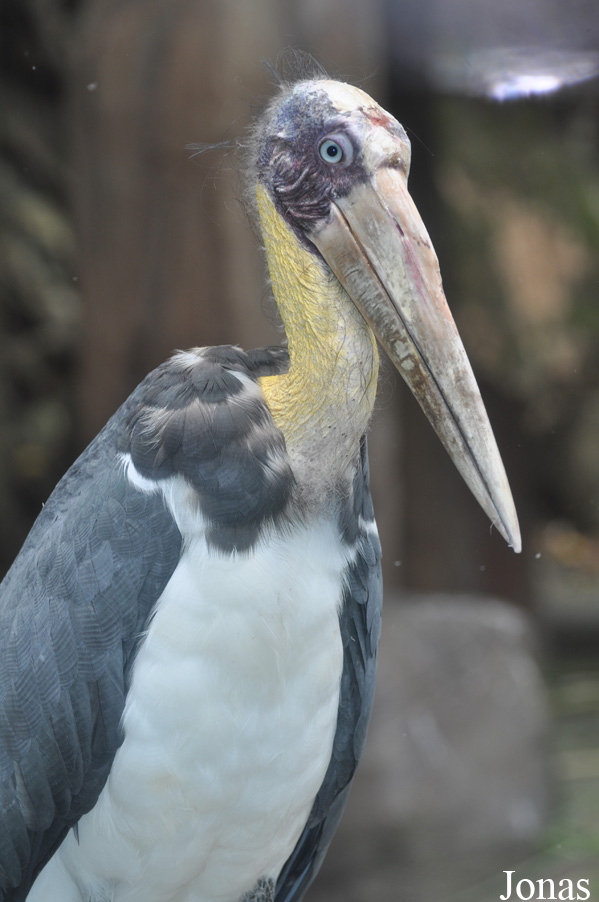 Leptoptilos javanicus