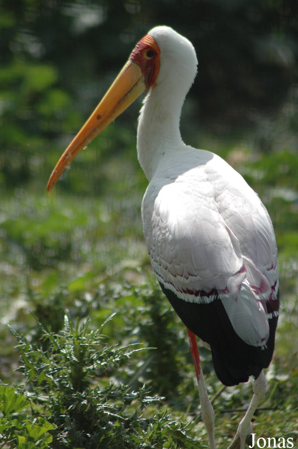 Mycteria ibis