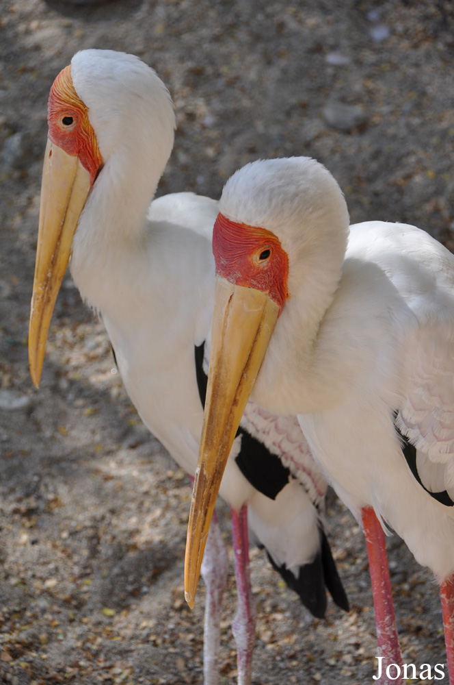 Mycteria ibis